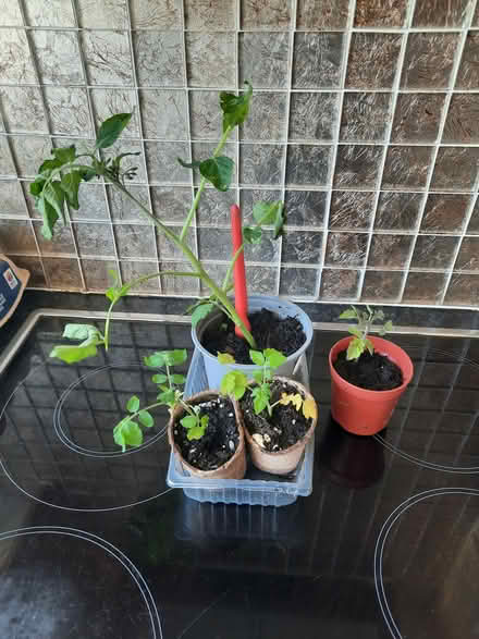 Photo of free Four Tomato seedlings (Morden SM4) #1
