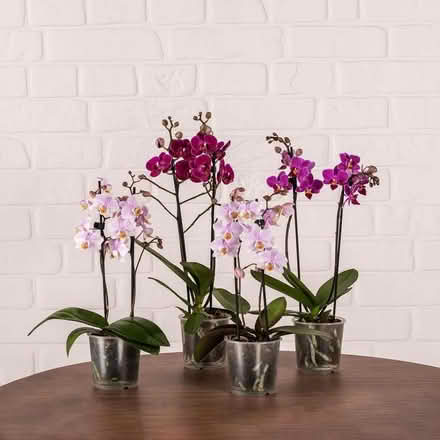 Photo of Orchids done flowering (Forest Green GL6) #1