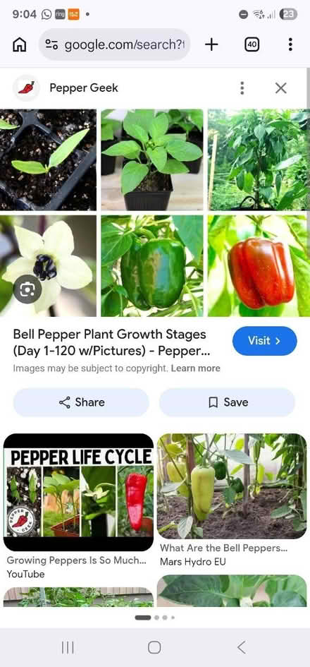 Photo of free Sweet pepper seedlings (HU8 james reckitt) #1