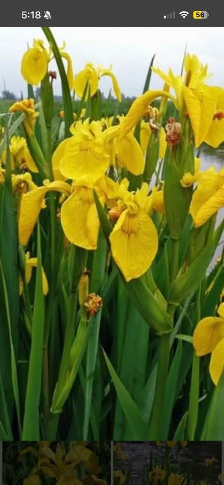 Photo of free Flag iris (Near Forest School Horsham) #1