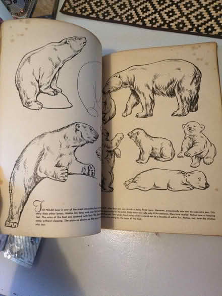 Photo of free How to draw bears (Addlestone KT15) #2