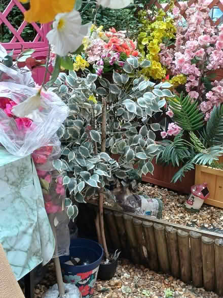 Photo of free Artificial shrubs (Chineham RG24) #1