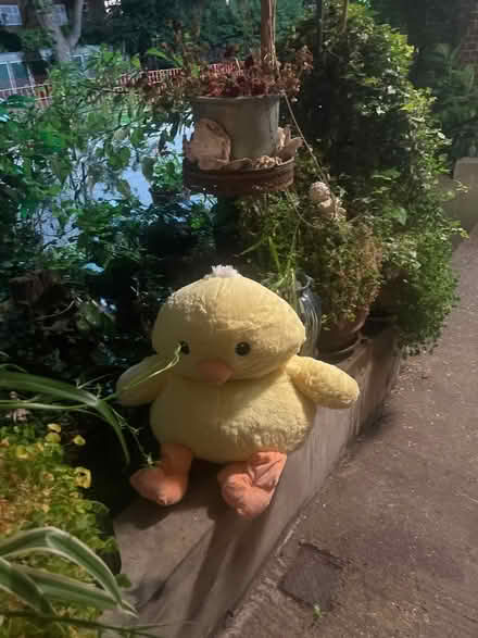 Photo of free Large yellow canary soft toy (Chalk Farm NW1) #1