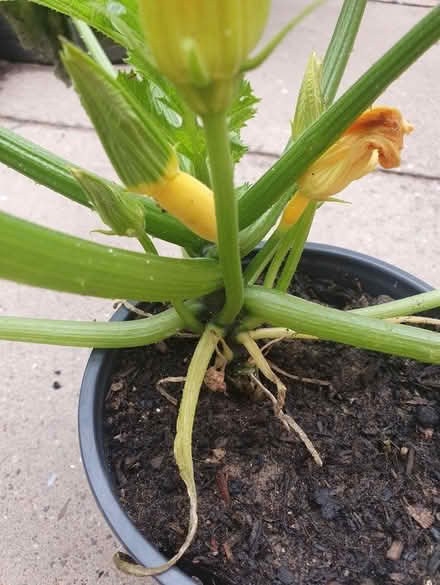 Photo of free Yellow Courgette plant (Malvern Link WR14) #1