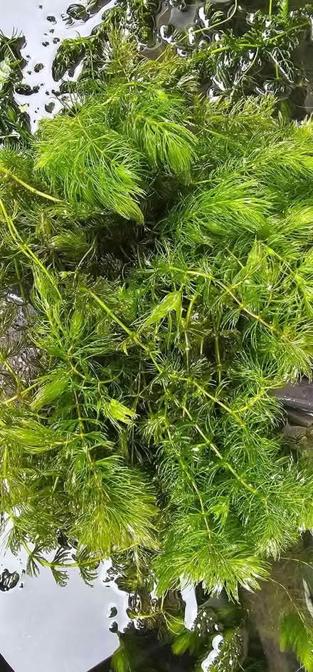 Photo of free Oxygenating Pond Plants (Clitheroe, Henthorn Road Area.) #1