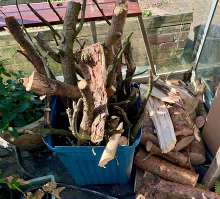 Photo of free Logs (Quernmore LA1) #1