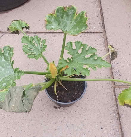 Photo of free Yellow Courgette plant (Malvern Link WR14) #2