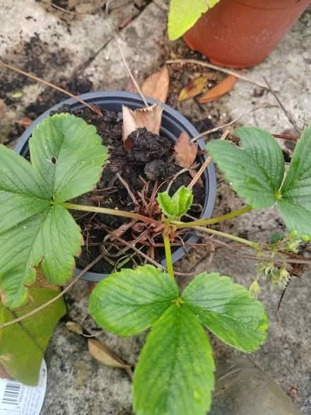 Photo of free Baby strawberry plant (Risinghurst OX3) #1