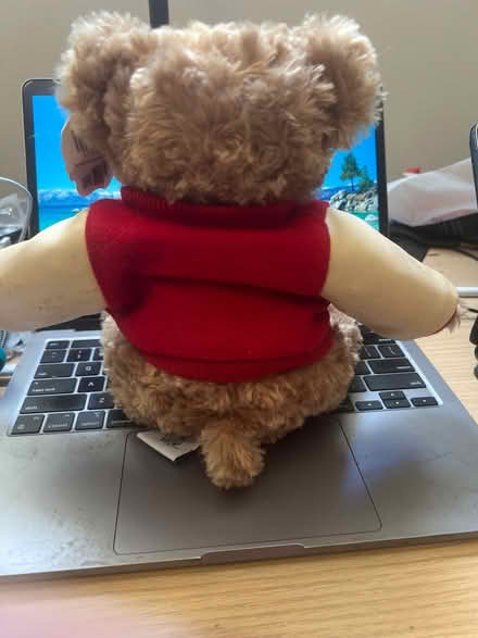 Photo of free Stanford teddy bear (Redmond) #2