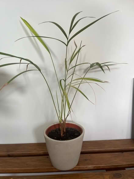 Photo of free House plant (Winkfield Row RG42) #1
