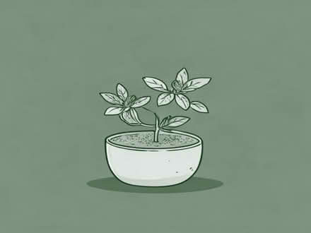 Photo of free Lemon Balm root ball (Balham SW12) #1