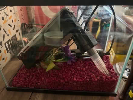 Photo of free Acrylic & small fish tank (Inner West) #3