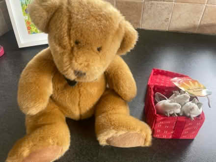 Photo of free Teddy bear and white mice (Main Street Blanchardstown) #1