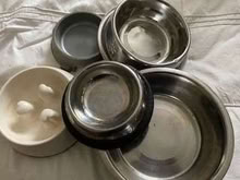 Photo of free Dog bowls (Broughton MK10) #1