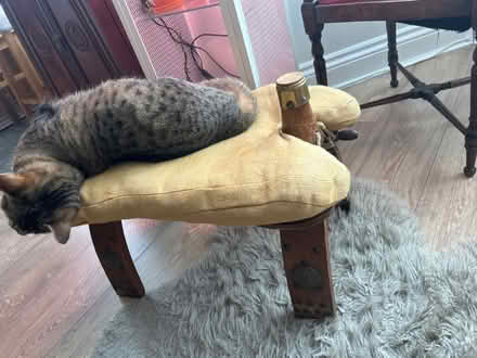 Photo of free Camel seat (Bognor Regis PO21) #1