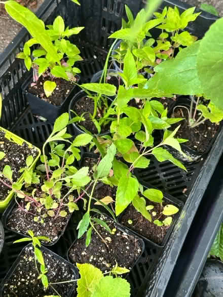 Photo of free Box of mixed perennials (Belle mead) #1