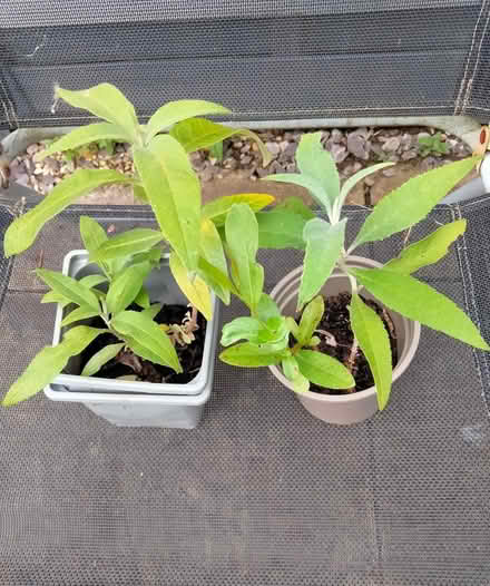 Photo of free Young White Buddleia (Shenley Lodge MK5) #1