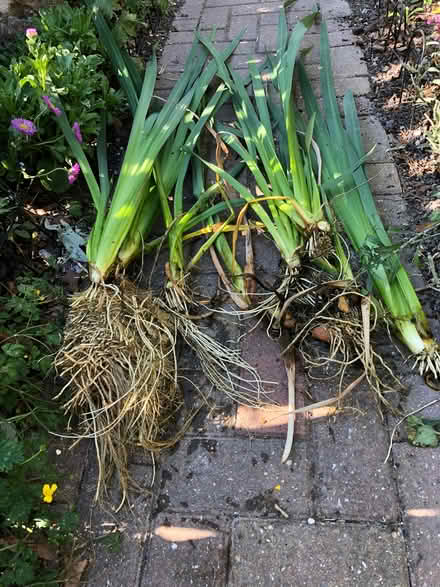 Photo of free Yellow pond iris (Blewbury OX11) #1