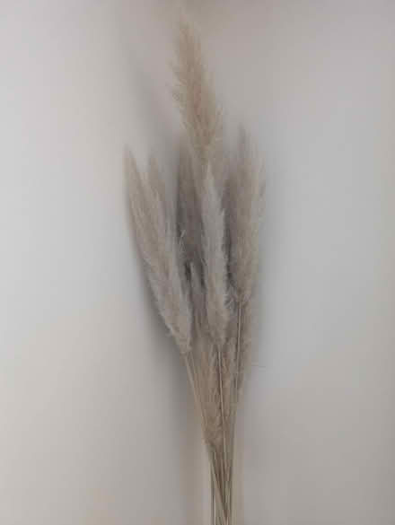 Photo of free Tall Pampas dried flowers (Abingdon, OX14 3TD) #1