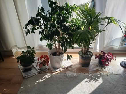 Photo of free Pot plants (Finchley N3) #1