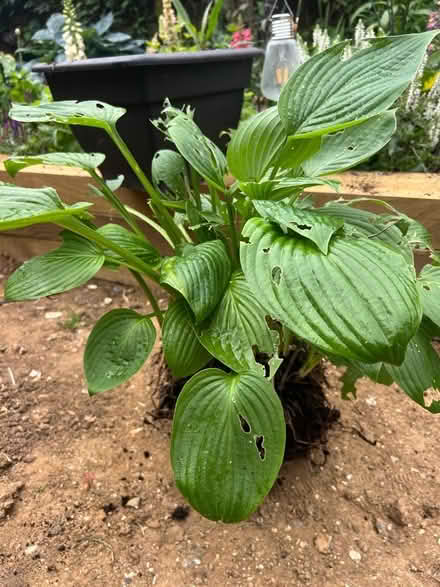 Photo of free Large Hosta pant (Whitehawk BN2) #2