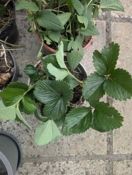 Photo of free Producing strawberry plant (Abingdon, OX14 3TD) #2