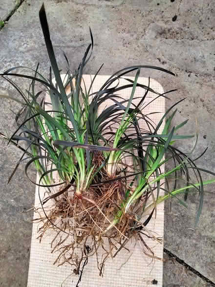Photo of free Young Black Grasses (Shenley Lodge MK5) #1