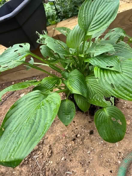 Photo of free Large Hosta pant (Whitehawk BN2) #1