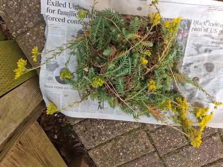 Photo of free Rockery plant (World's End RH15) #1