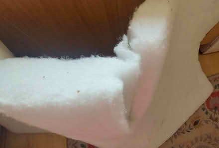 Photo of free Kapok (?) pad (west malvern) #2