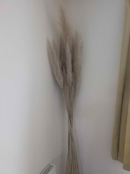 Photo of free Tall Pampas dried flowers (Abingdon, OX14 3TD) #2