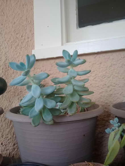 Photo of free Pachyphytum aka Moonstone cuttings (Crestview Bluff) #1