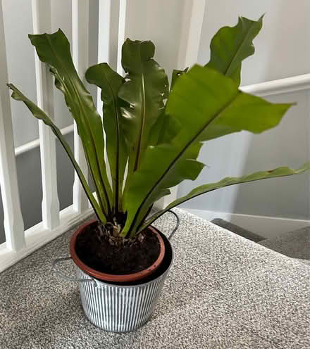 Photo of free Bird’s nest Fern (L26 Liverpool) #1