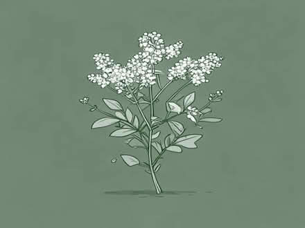 Photo of Elderflower Bush or sapling (Kirkstall LS4) #1