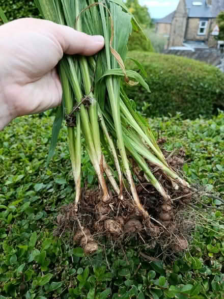 Photo of free Crocosmia corms (Walkley, S6) #1