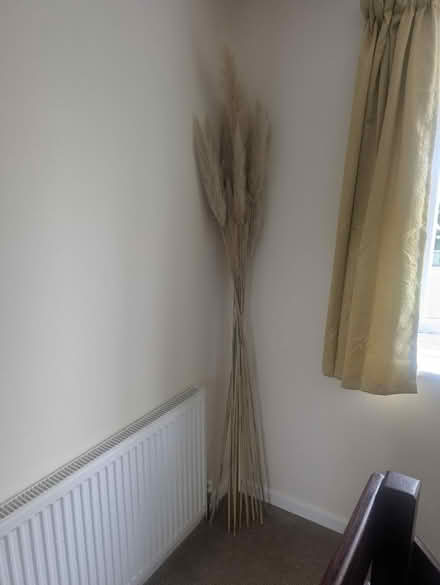 Photo of free Tall Pampas dried flowers (Abingdon, OX14 3TD) #3