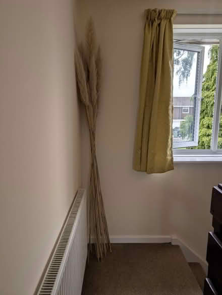 Photo of free Tall Pampas dried flowers (Abingdon, OX14 3TD) #4