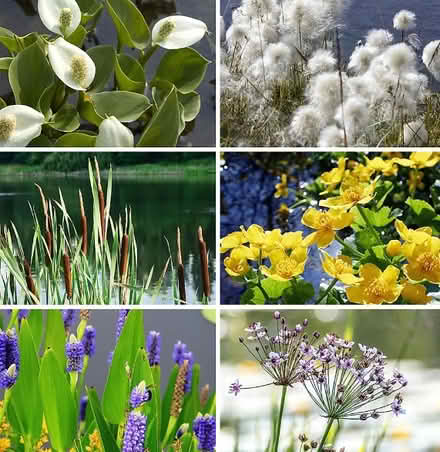 Photo of Pond Plants offcuts / thinnings (Walkley S10) #1
