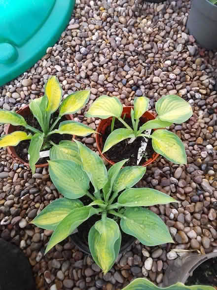 Photo of Hostas (Killamarsh S21) #1