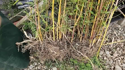 Photo of free Bamboo plants x 2 (Almondbank PH1) #2