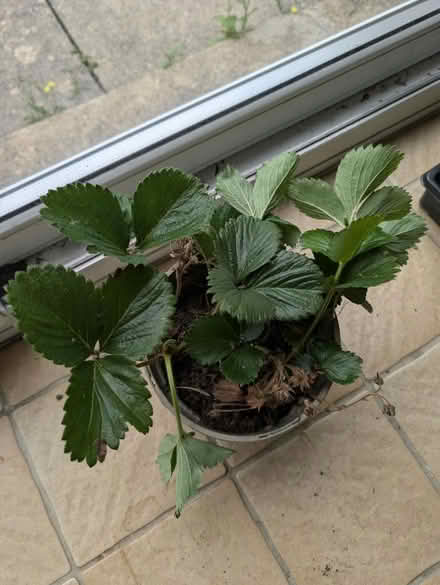 Photo of free Producing strawberry plant (Abingdon, OX14 3TD) #1