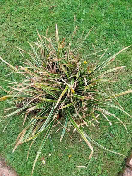 Photo of free Variegated grass (Shenley Lodge MK5) #1