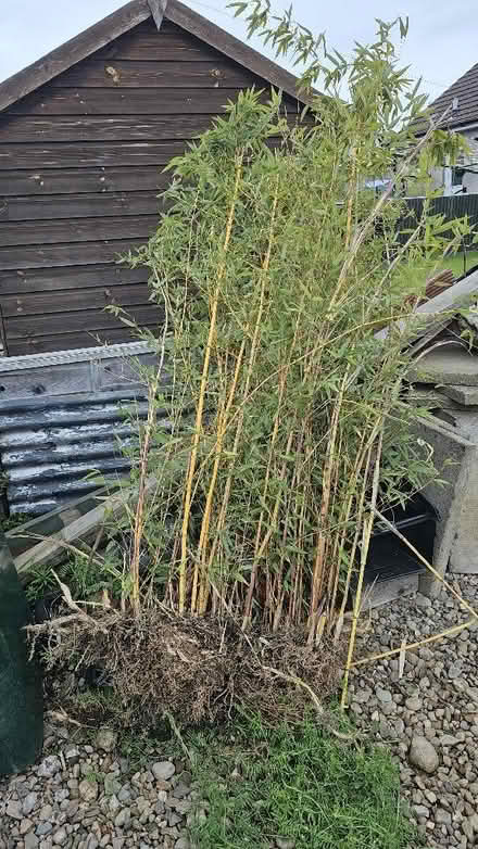 Photo of free Bamboo plants x 2 (Almondbank PH1) #1