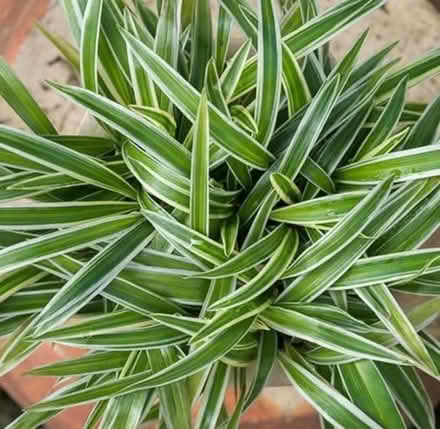 Photo of A spider plant (St Nicholas SG1) #1