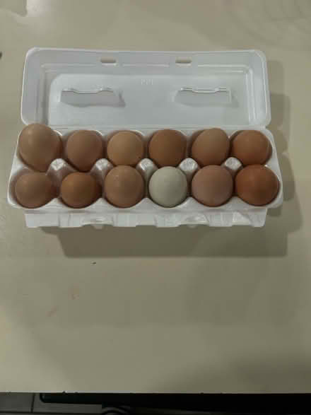 Photo of free Eggs (Spring hill) #1