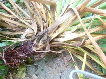 Photo of free yucca plants (Runcton PO20) #1