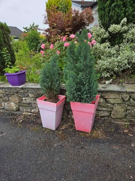 Photo of free 2 fir bushes in pink plastic pots (Staveley LA8) #1