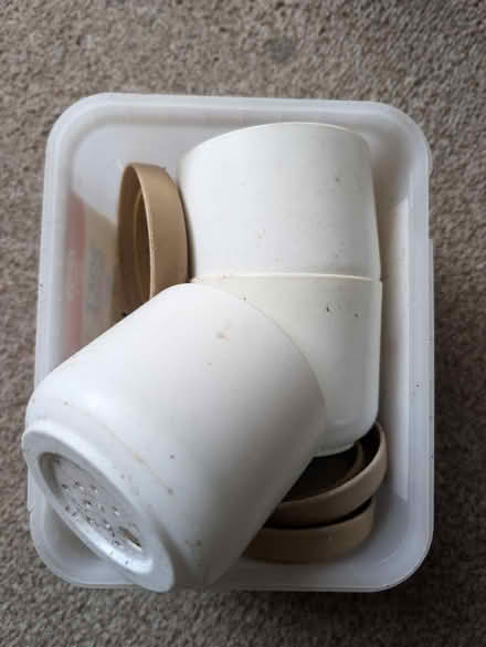 Photo of free Small pot plants (Abingdon, OX14 3TD) #1