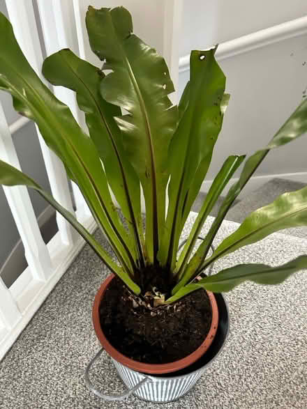 Photo of free Bird’s nest Fern (L26 Liverpool) #2