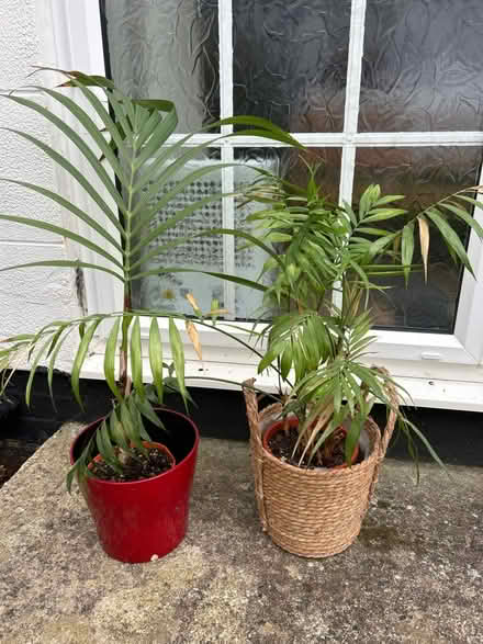 Photo of free 2 house plants (Bognor Regis PO21) #1
